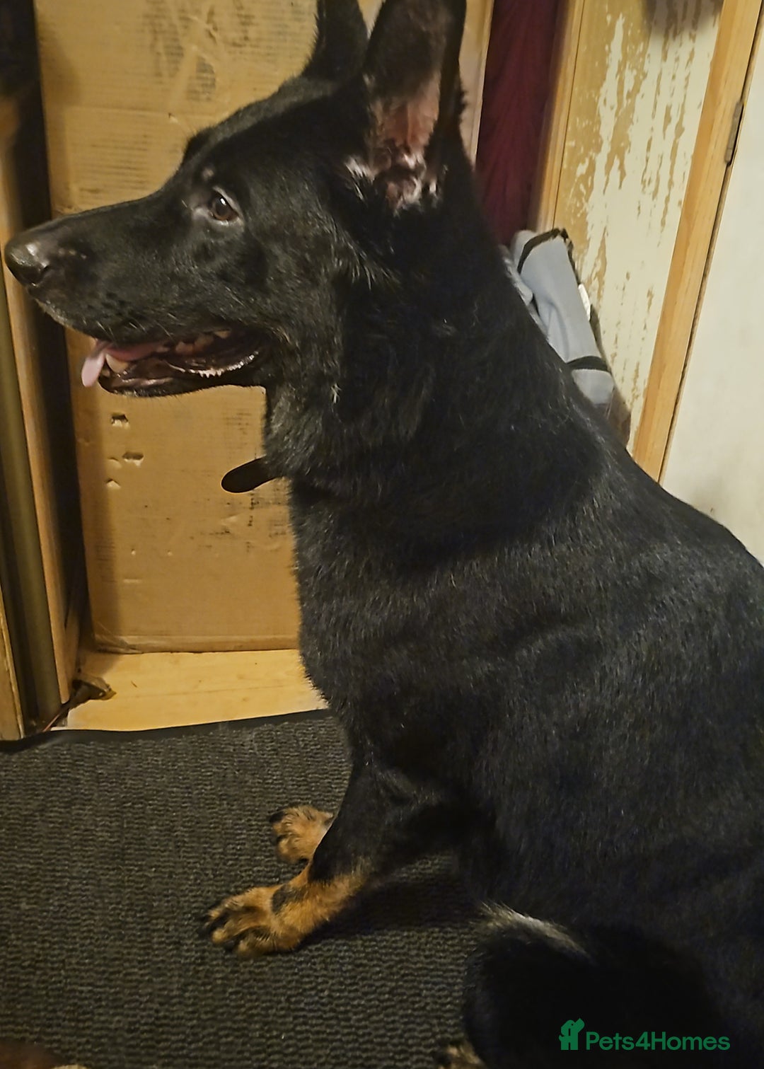 German Shepherd dogs for stud: King Shere khan von shepear at stud in Bedford - Advert 1