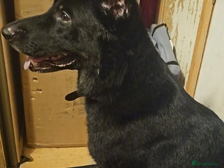 German Shepherd dogs in Bedford - Advert 20