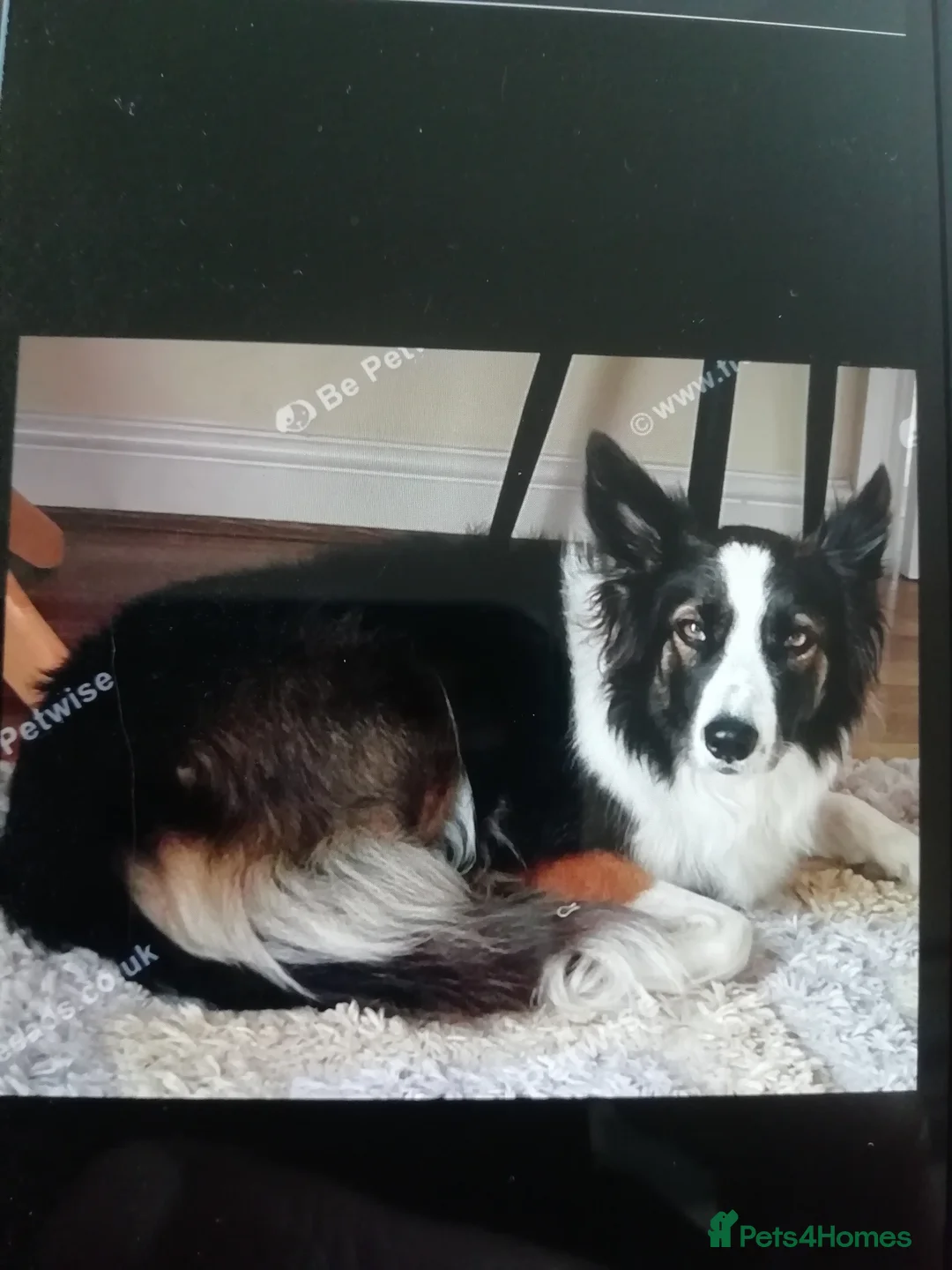 Border Collie dogs for sale: Adorable Border Collies for Sale - Advert 2
