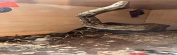 Snake reptiles for sale: 3/4 year old boa constrictor  in Clacton-on-Sea - Advert 2