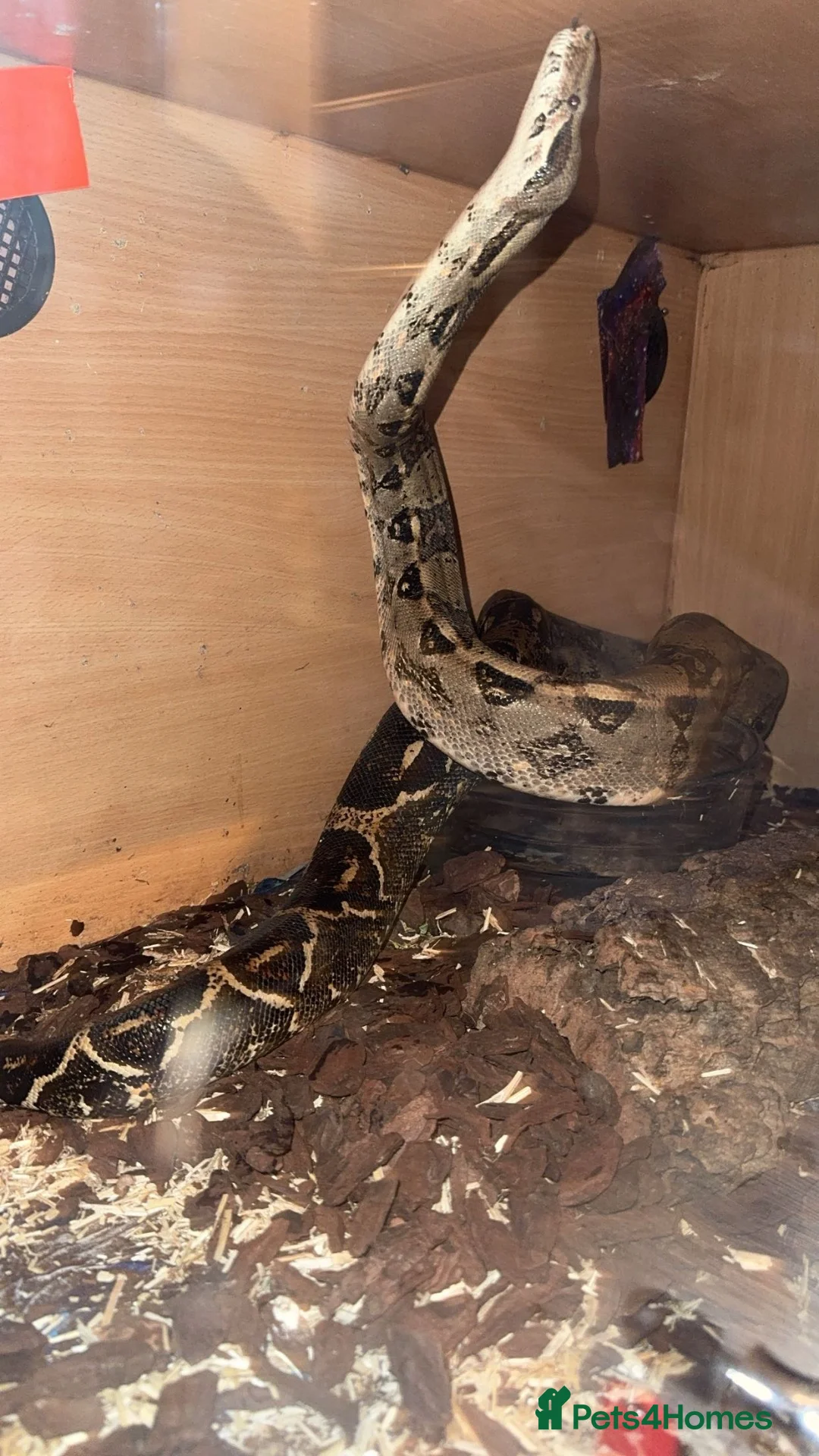 Snake reptiles for sale: 3/4 year old boa constrictor  in Clacton-on-Sea - Advert 2