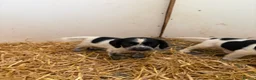 Cocker Spaniel dogs for sale: Cocker spaniel pups  - Advert 11