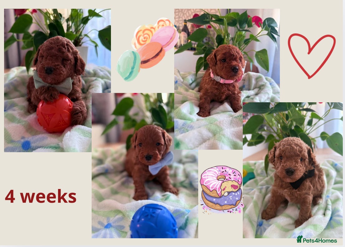 Maltipoo dogs Red mini maltipoo F1b puppies 😍💙💓 - Advert 16