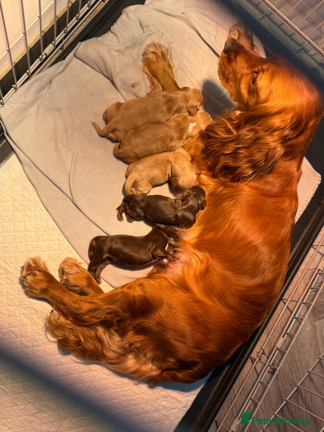 Cocker Spaniel dogs for sale: Cocker Spaniel Puppies  - Advert 1