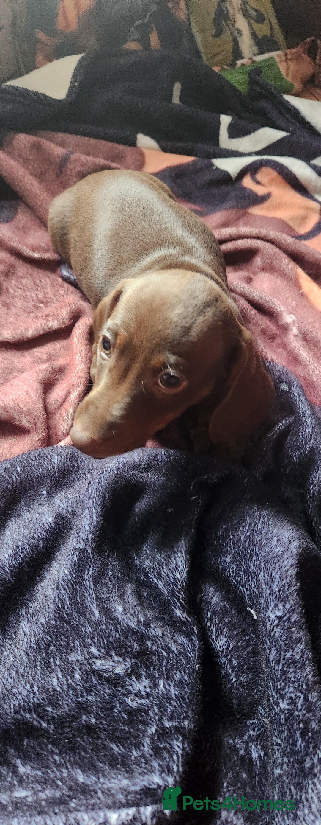 Miniature Dachshund dogs for sale: Dashound puppies for sale  - Image 10