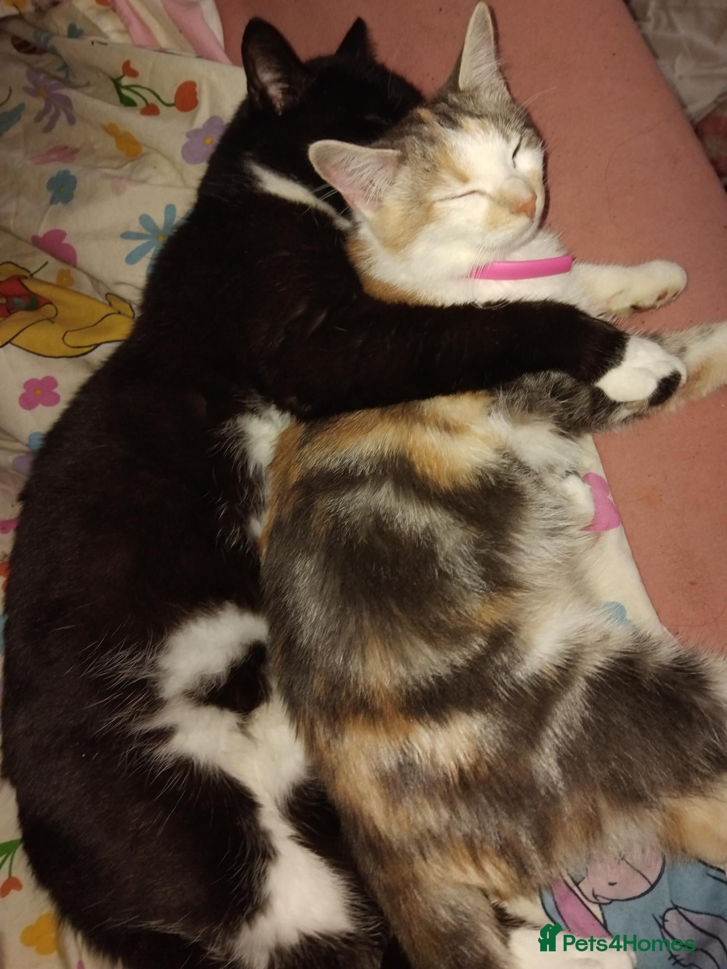 British Shorthair cats for sale: 3 1 year old kittens for sale  - Advert 4