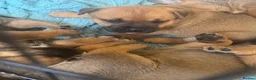 Mixed Breed dogs for sale: Rare Crossbreed Bulldog x Belgian Shepherd Puppies in Swanley - Advert 2