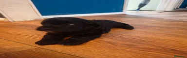 Cockapoo 1