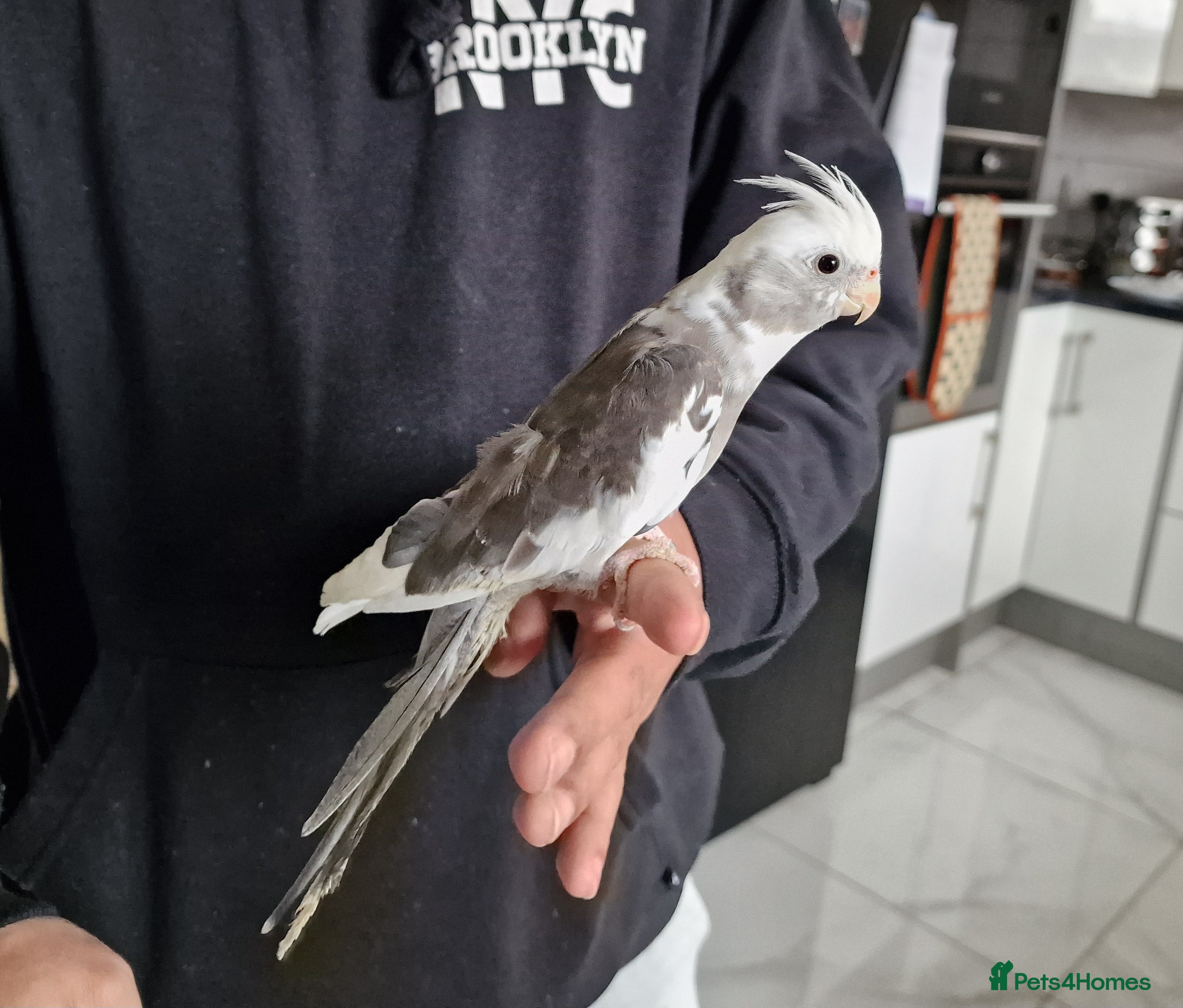 Cockatiels birds Super Tamed baby Cockatiel for sale  - Advert 17