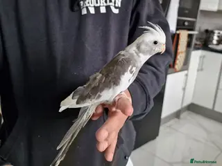 Cockatiels birds Super Tamed baby Cockatiel for sale - Advert 7