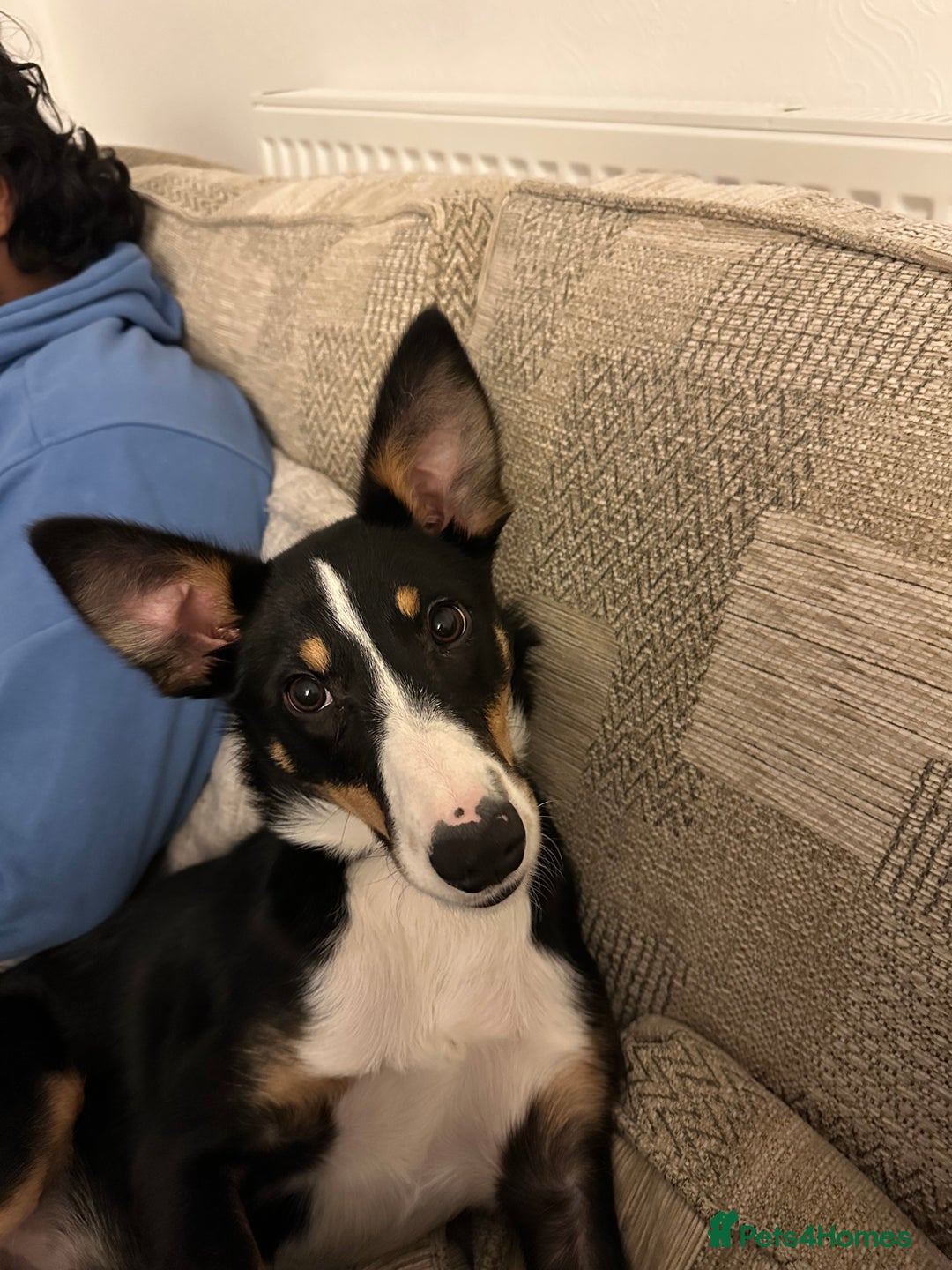 Border Collie dogs for sale: Tri Colour Smooth Fur Collie (MALE) For Sale - Advert 4