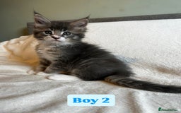 Maine Coon cats for sale: Maine Coon Kittens for Sale TICA  3 Boys & 2 Girls - Image 12