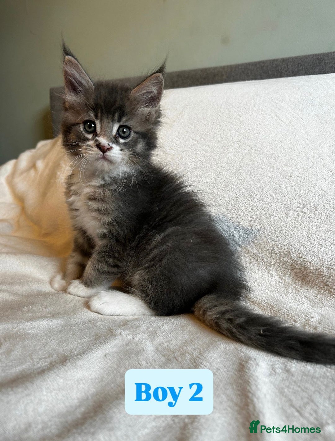 Maine Coon cats for sale: Maine Coon Kittens for Sale TICA  3 Boys & 2 Girls - Image 12