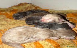 Ragdoll cats for sale: Ragdoll x British blue  - Image 1
