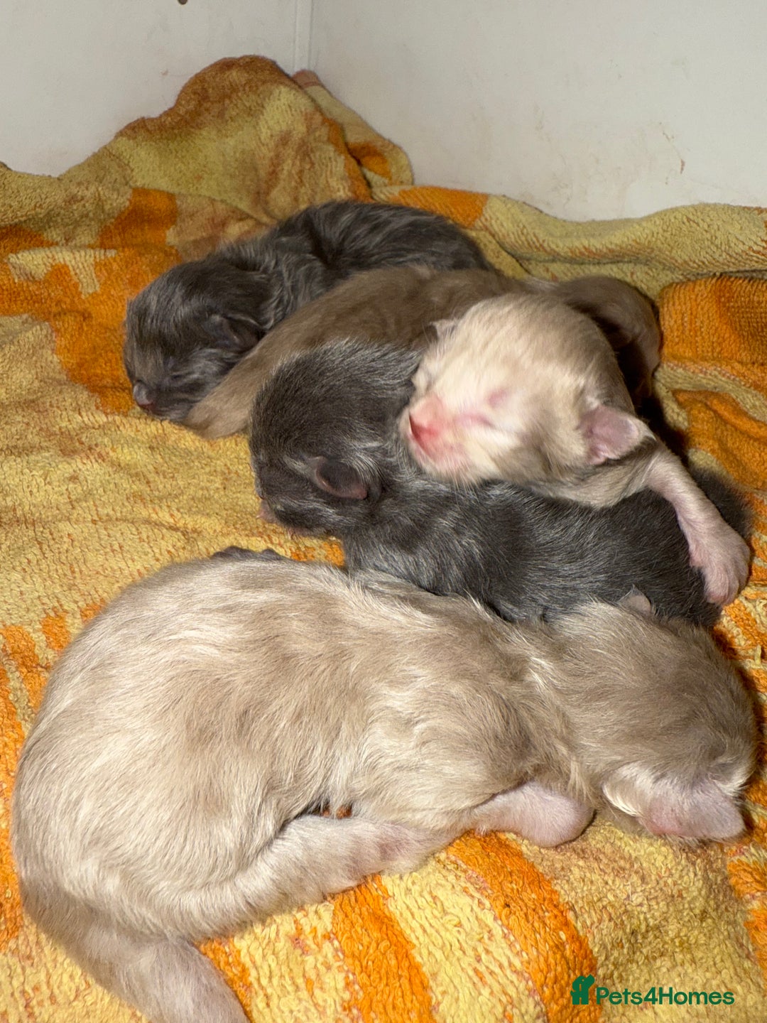 Ragdoll cats for sale: Ragdoll x British blue  - Image 1