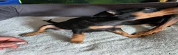 Mixed Breed dogs for sale: Miniature Pinscher Puppies For Sale - Advert 4