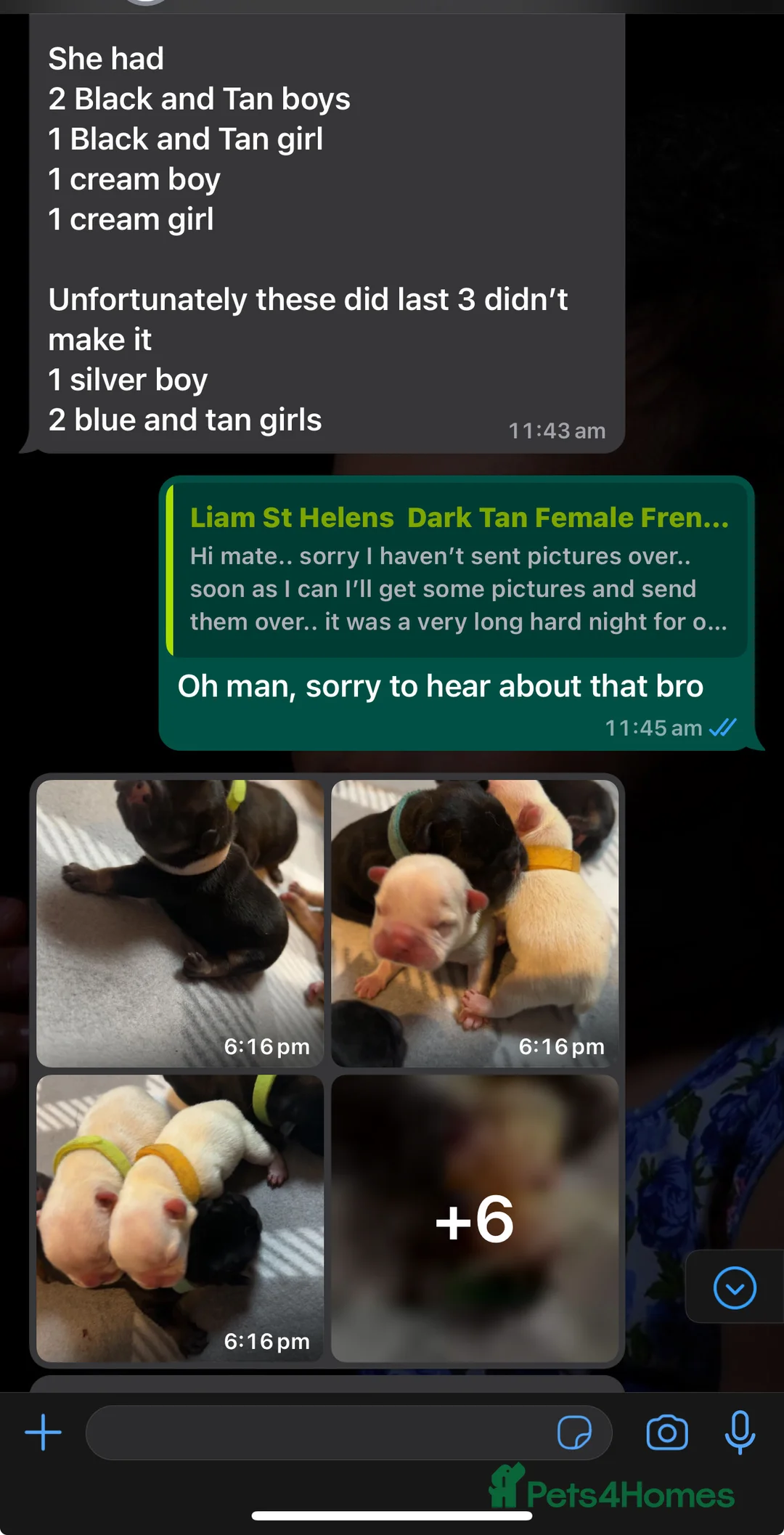 French Bulldog dogs for stud: Hector Starfex in Leigh - Advert 26