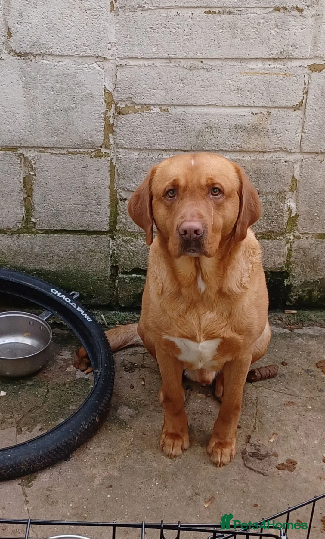 Labrador Retriever dogs for sale: Labrador retriever Apollo in Gillingham - Advert 2