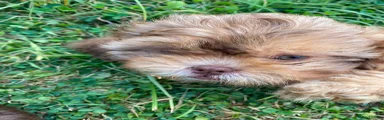 Shihpoo 4