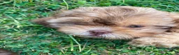 Shihpoo dogs for sale: Last Mini Shihpoo Puppy Ready to Go! - Advert 8