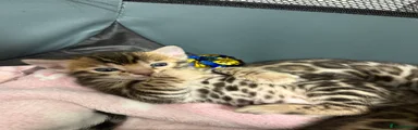 Bengal Kitten 4