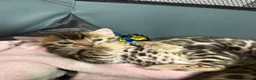 Bengal cats for sale: TIKA registered 5th Pedigree bengal kittens  - Advert 5