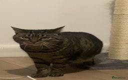 Domestic Shorthair cats for sale: Lola looking for new home  - Image 4