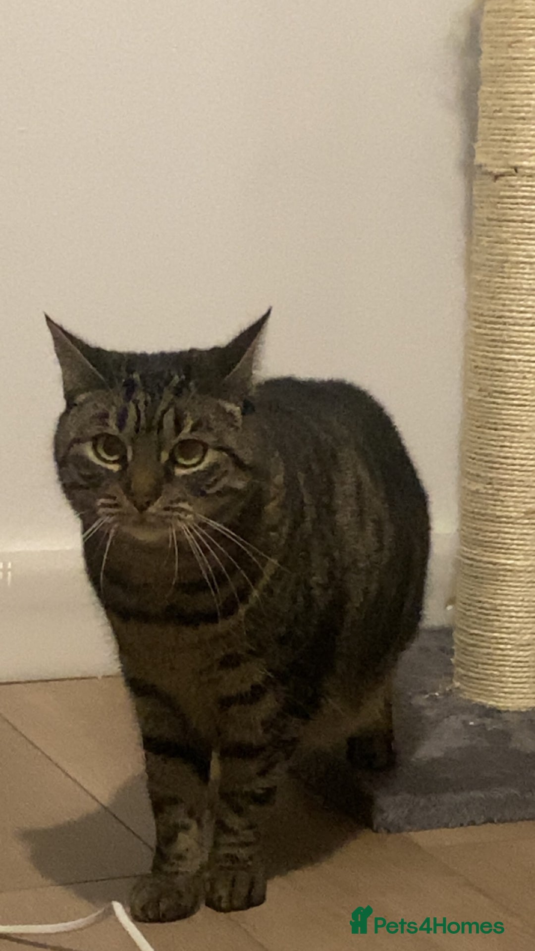 Domestic Shorthair cats for sale: Lola looking for new home  - Image 4