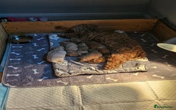 Mixed Breed dogs for sale: Gorgeous puppies for sale - Advert 7