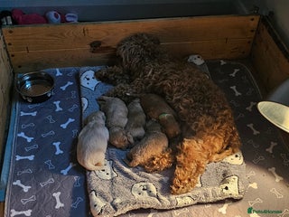 Mixed Breed dogs Gorgeous puppies for sale - Advert 2