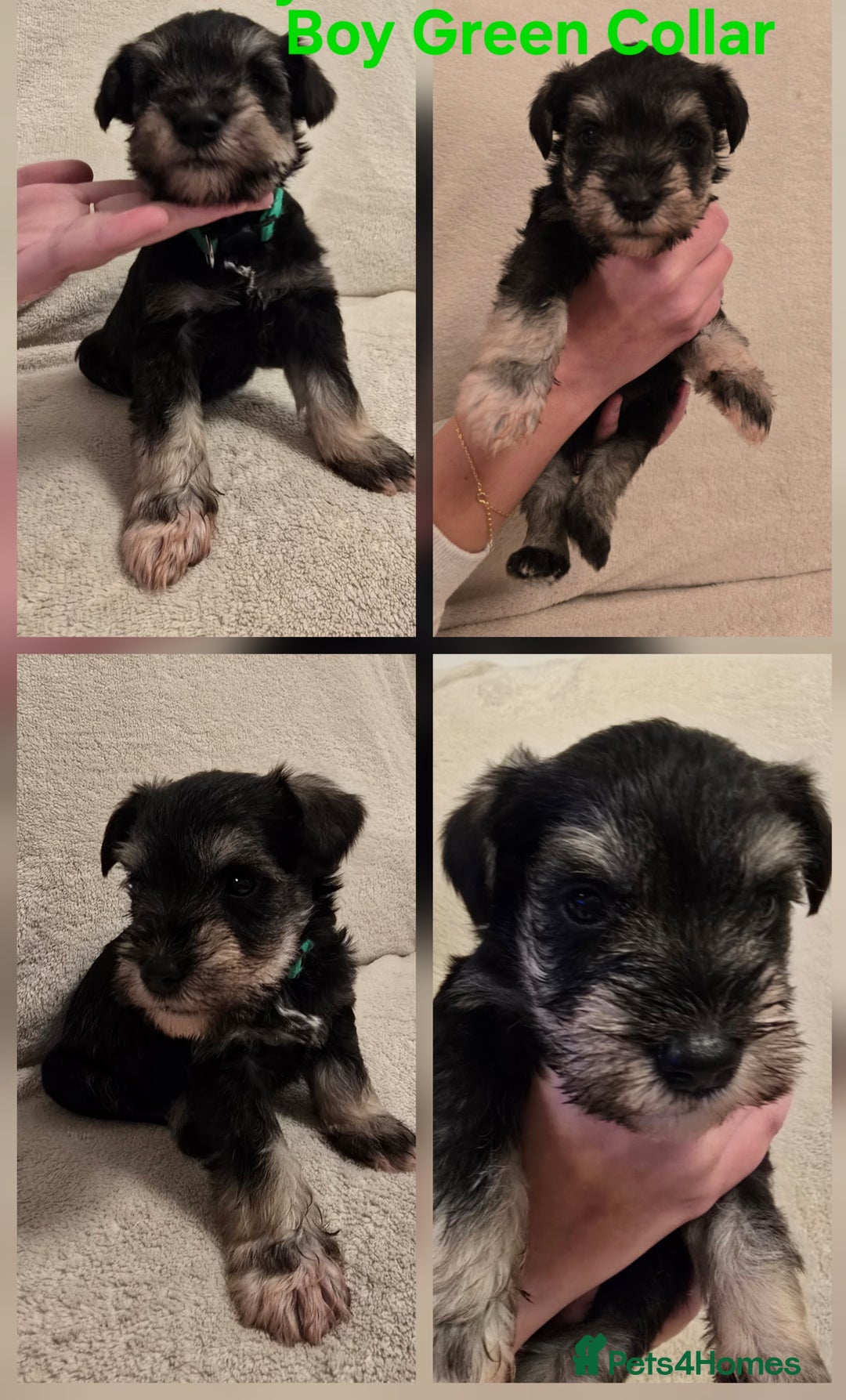 Miniature Schnauzer dogs for sale: KC Miniature Schnauzer Puppies ready in January - Advert 7