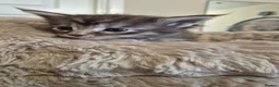 Maine Coon cats for sale: Beautiful, well handled Maincoon kittens  in Gosport - Advert 30