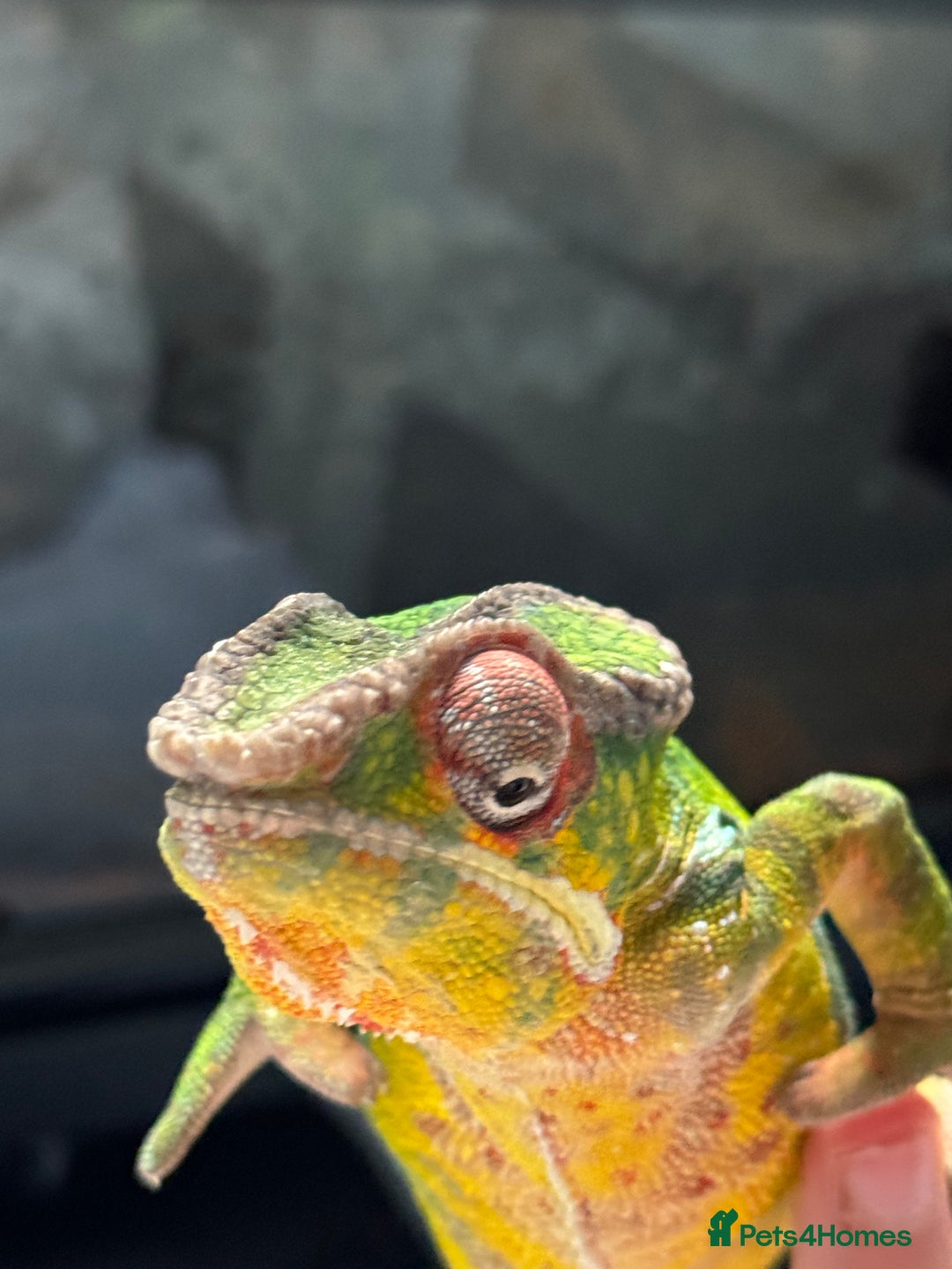 Chameleon reptiles for sale: 2 year old male panther chameleon  - Advert 4
