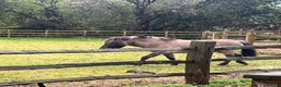 Dartmoor horses for sale: Dartmoor Hill Pony - Advert 2