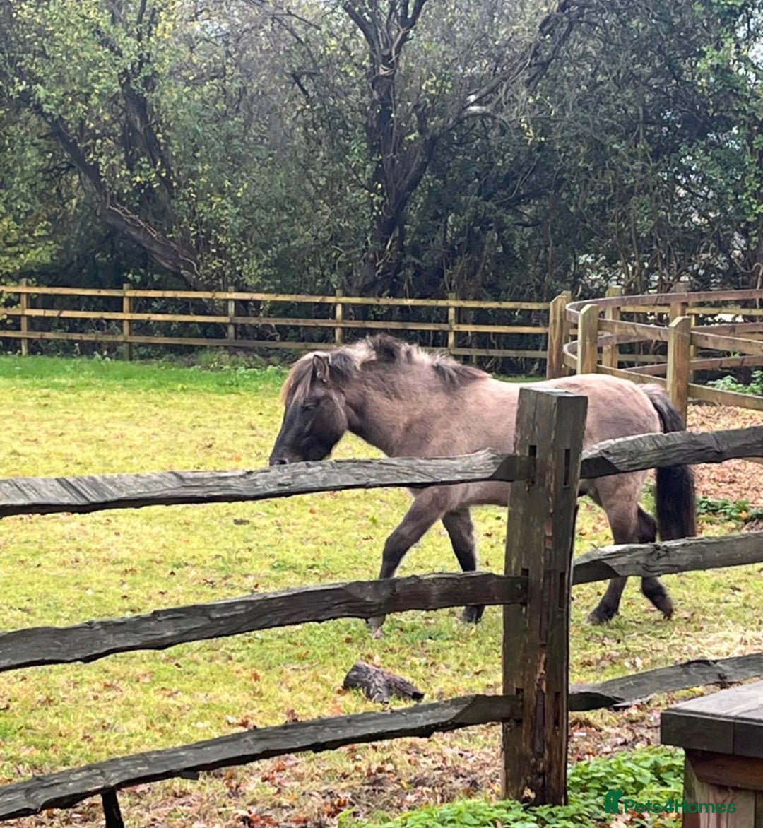 Dartmoor horses for sale: Dartmoor Hill Pony - Advert 2