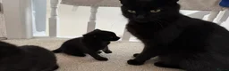 Mixed Breed cats for sale: All black kittens  in Wrexham - Advert 2