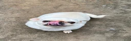 Pug dogs for sale: LouLou - Advert 2