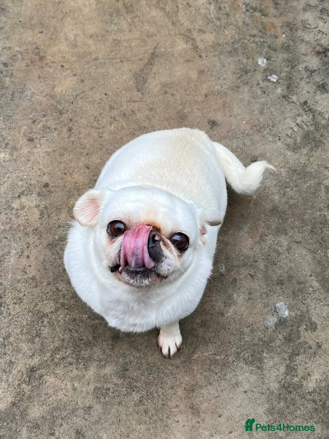 Pug dogs for sale: LouLou - Advert 2