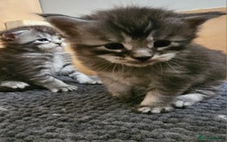 Maine Coon cats for sale: Tica Reg Maine Coon babies, Ready in December - Image 4
