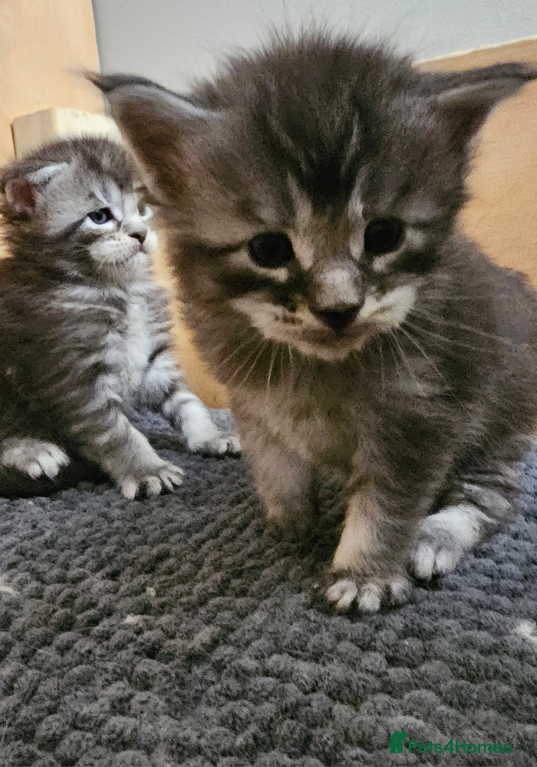 Maine Coon cats for sale: Tica Reg Maine Coon babies, Ready in December - Image 4