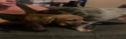 Mixed Breed dogs for sale: 4 French wieners  - Advert 20