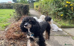 Poodle dogs for stud: GORGEOUS PHANTOM POODLE STUD  - Image 20