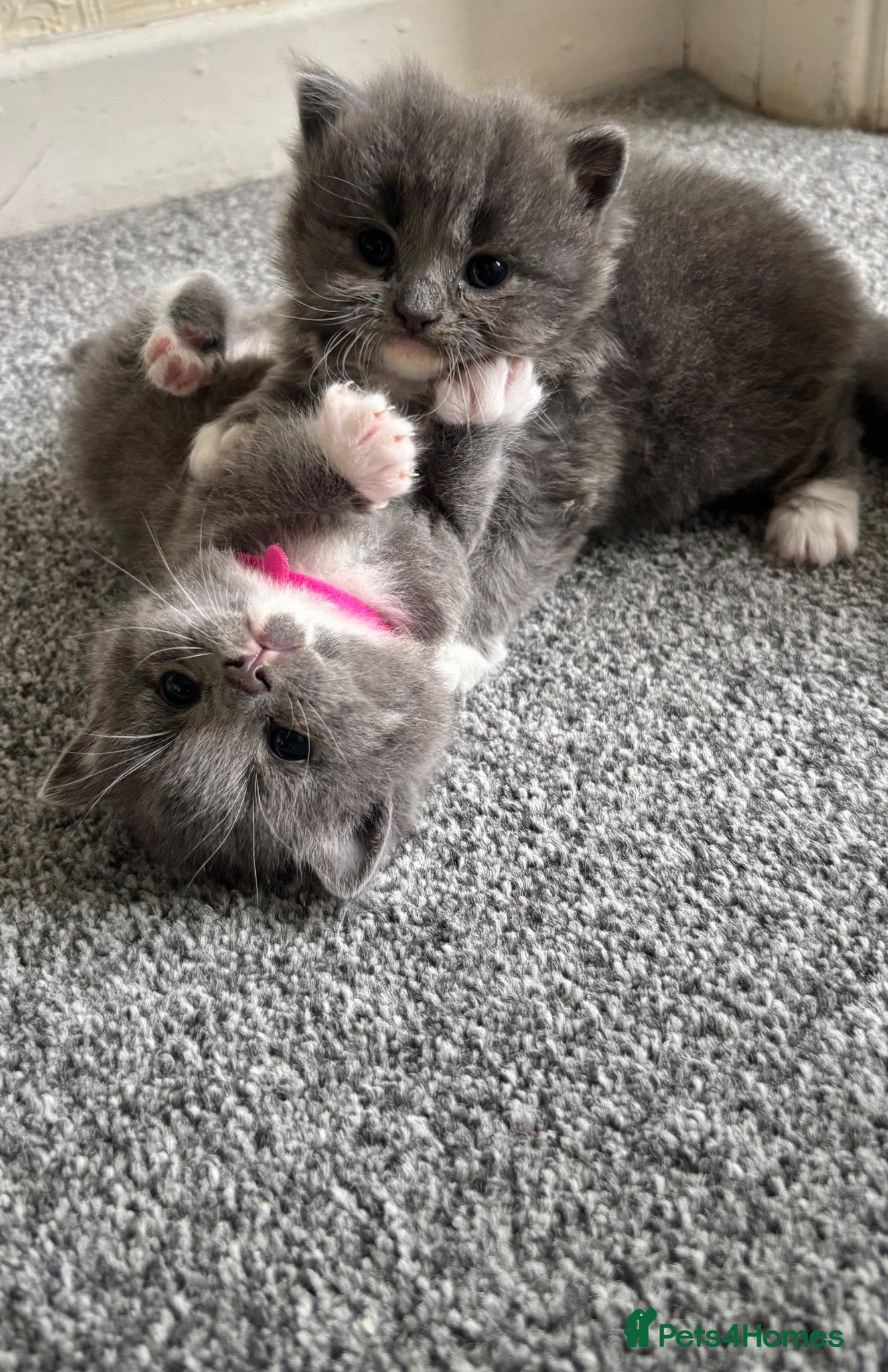 British Shorthair cats Ragdoll x British shorthair - Advert 1