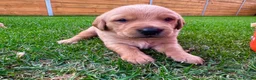 Goldador dogs for sale: Beautiful Golden Goldador Babies 🐾🐾🐾 - Advert 14