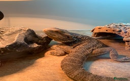 Bearded Dragon reptiles for sale: Beard dragon - Image 2