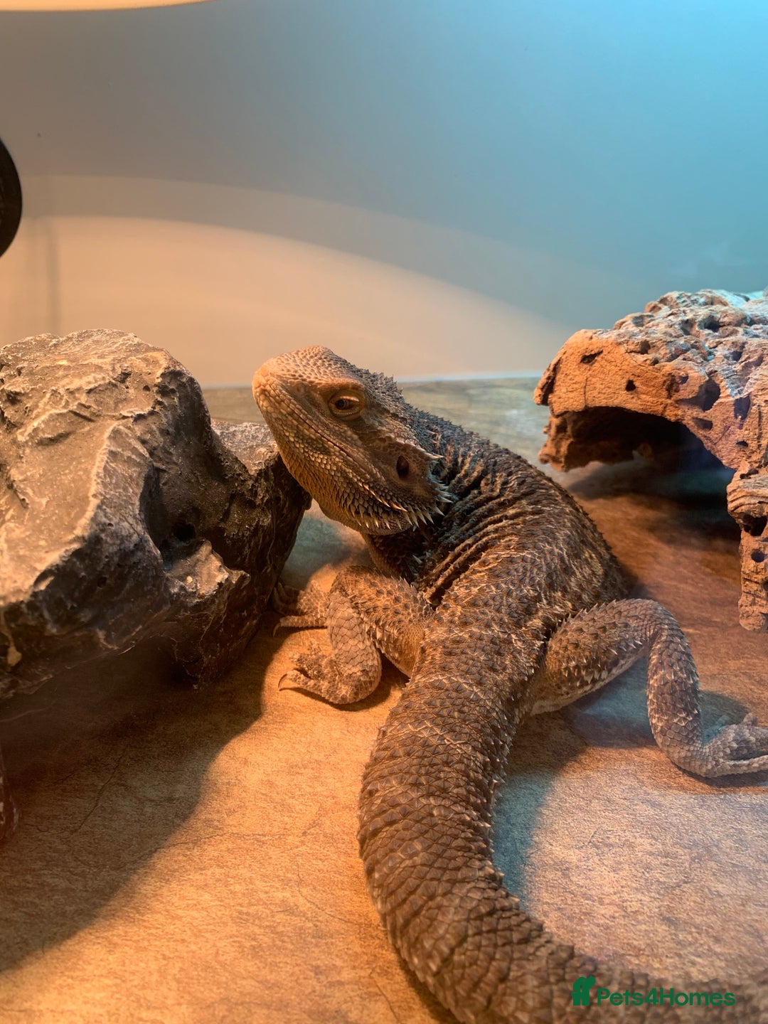 Bearded Dragon reptiles for sale: Beard dragon - Image 2