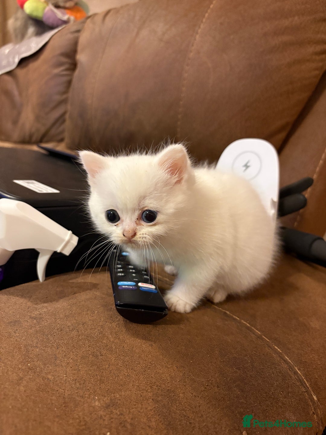 Persian cats for sale: White half Persian kitten, ready  **  eve - Advert 10