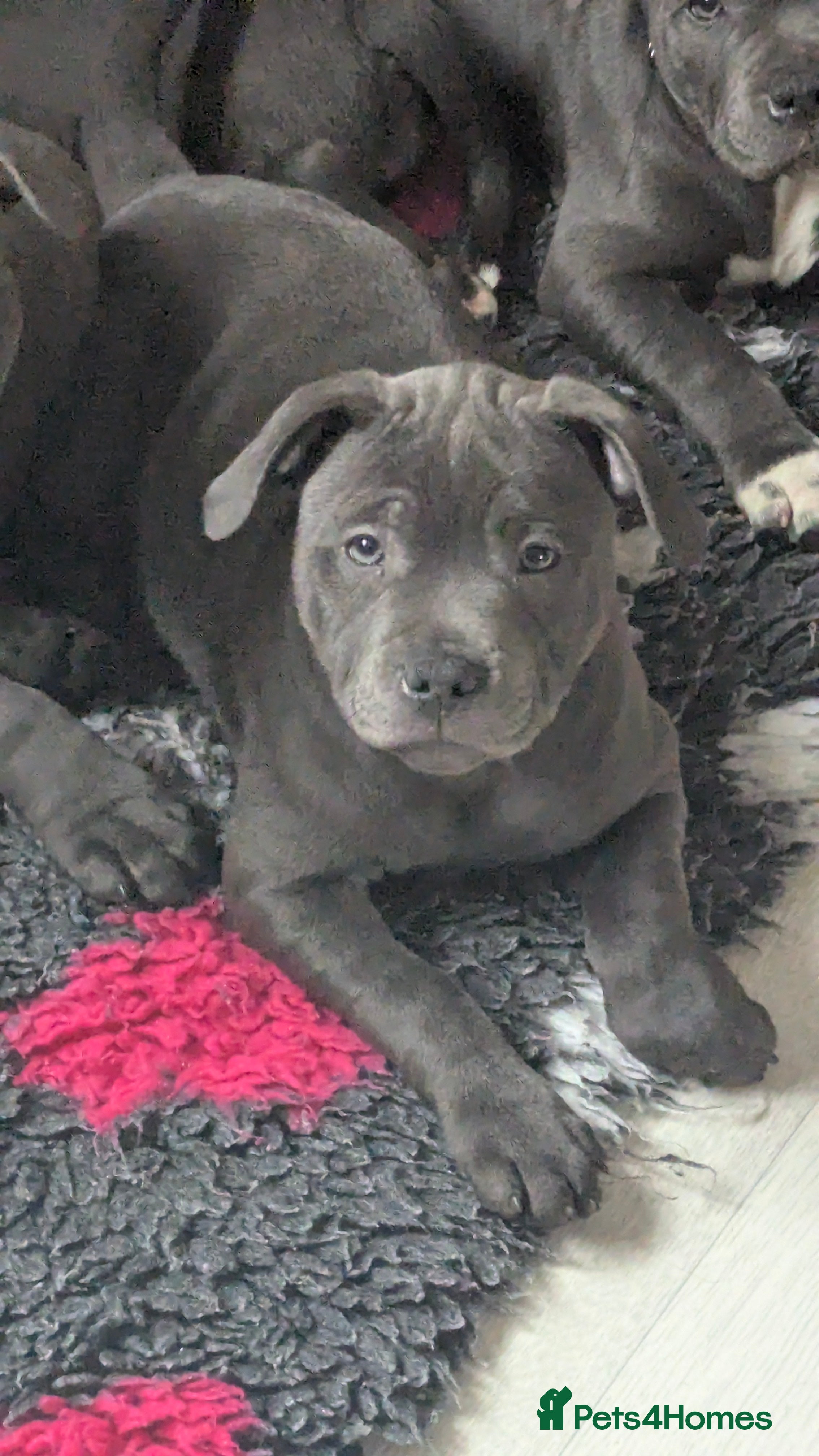 Staffordshire Bull Terrier dogs KC Staffordshire bull terrier  girl  - Advert 12