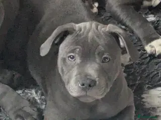 Staffordshire Bull Terrier dogs KC Staffordshire bull terrier girl - Advert 12