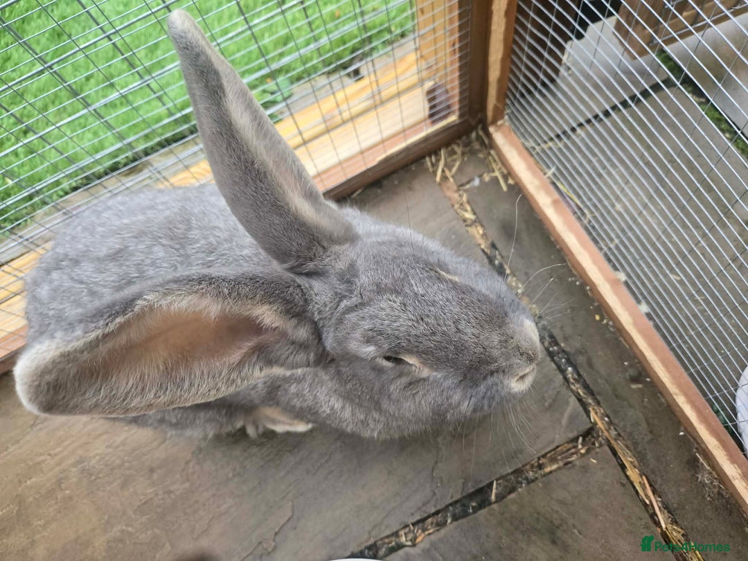 Continental Giant rabbits for sale: Giant continental  - Advert 3